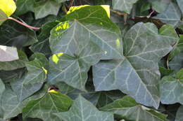 Image of Atlantic Ivy