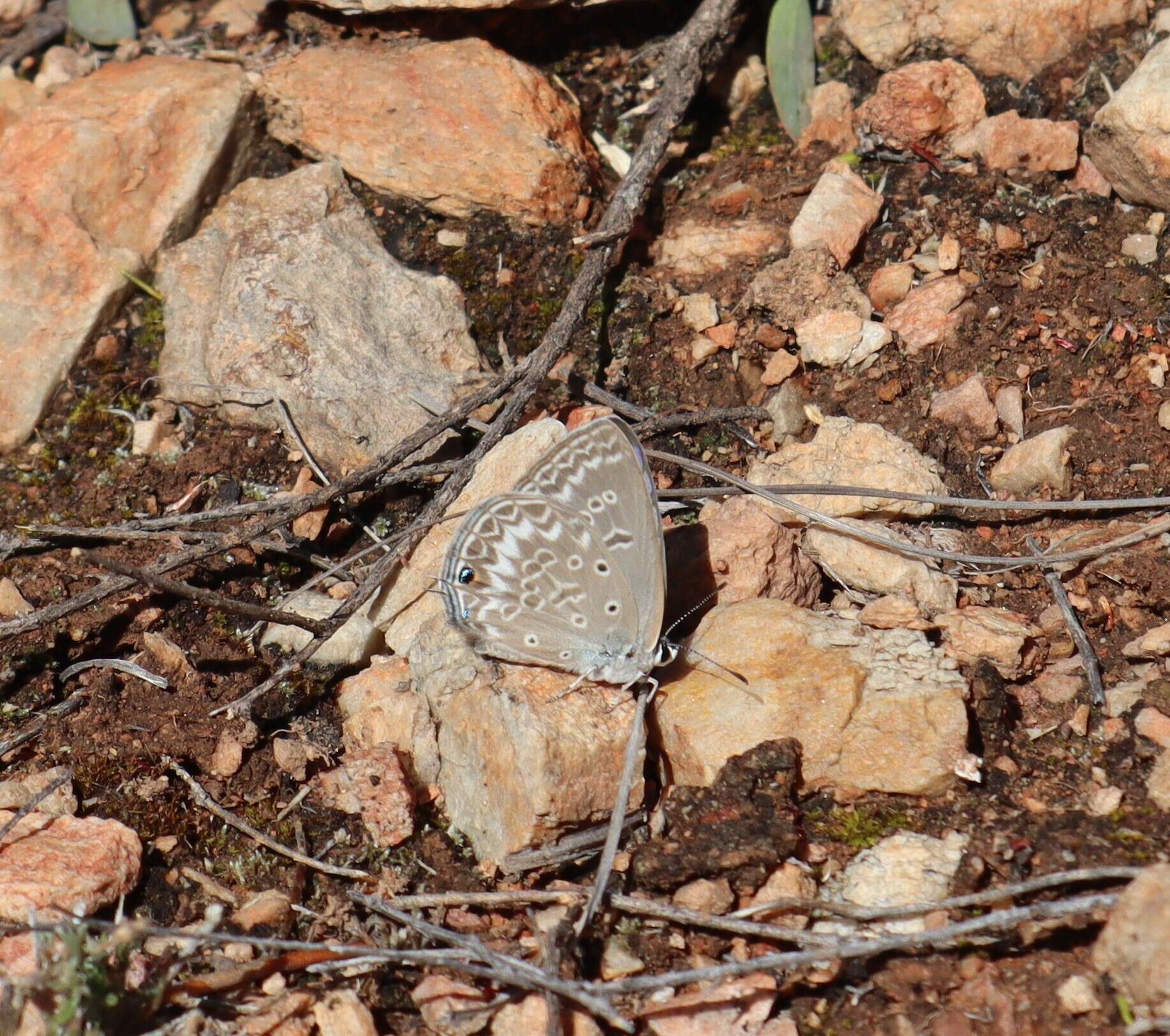 Image of Lepidochrysops patricia (Trimen 1887)