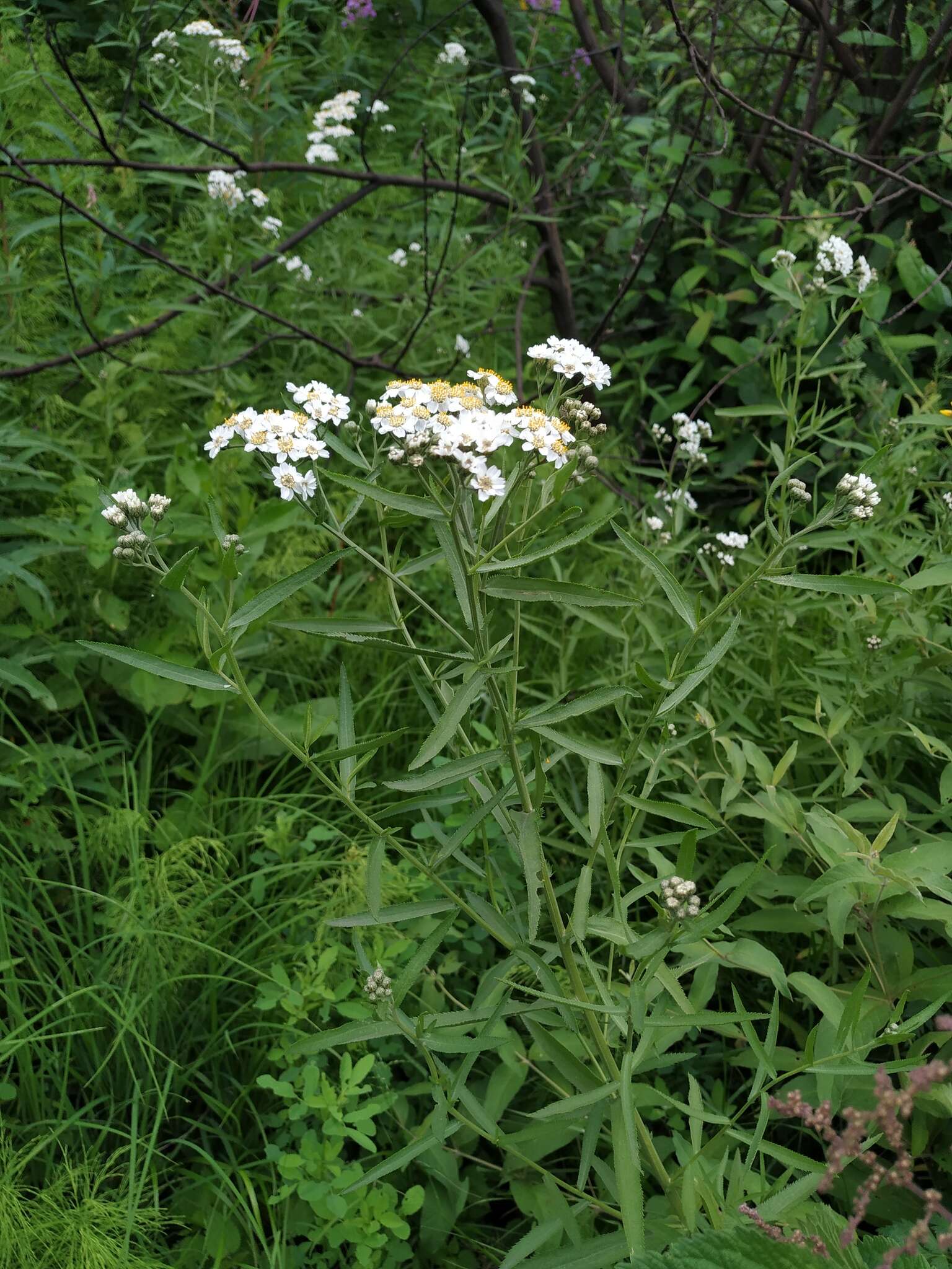 Image of Achillea salicifolia Bess.