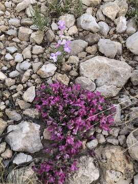 Image of clustered sage