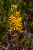 Image of yellow asphodel