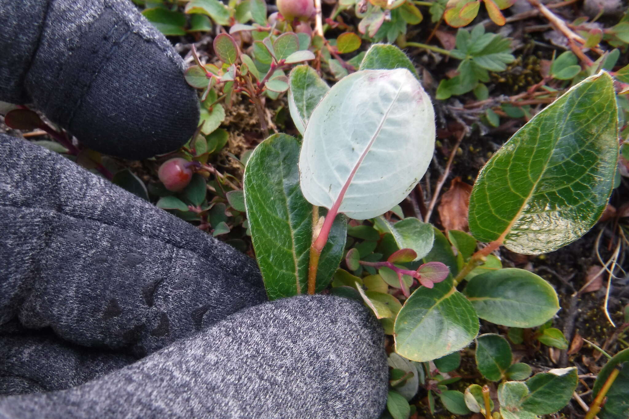 Image of arctic willow