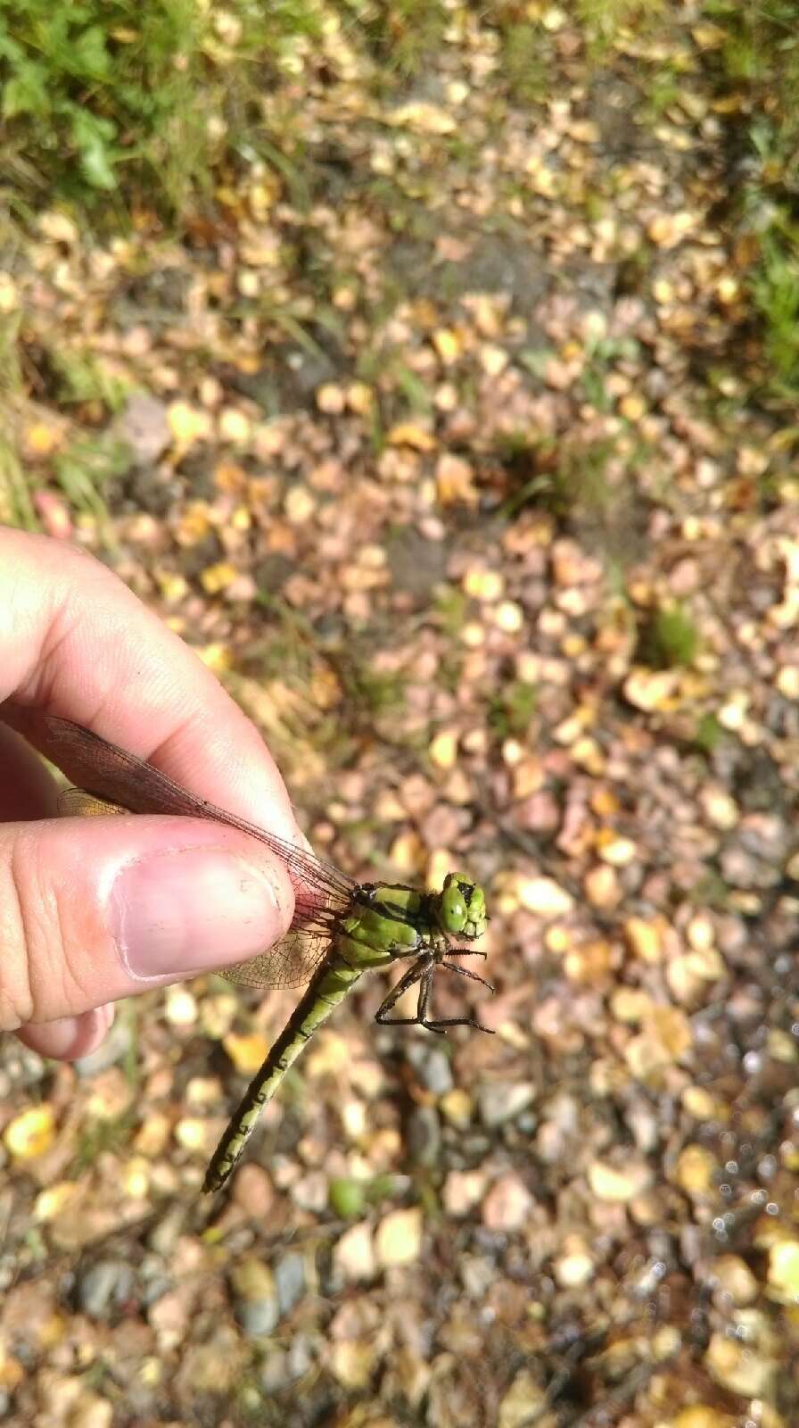 Imagem de Ophiogomphus obscurus Bartenev 1909