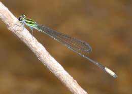 Pseudagrion melanicterum Selys 1876 resmi