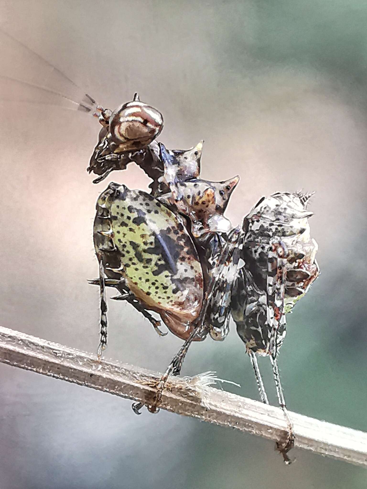 Plancia ëd Pachymantis bicingulata de Haan 1842