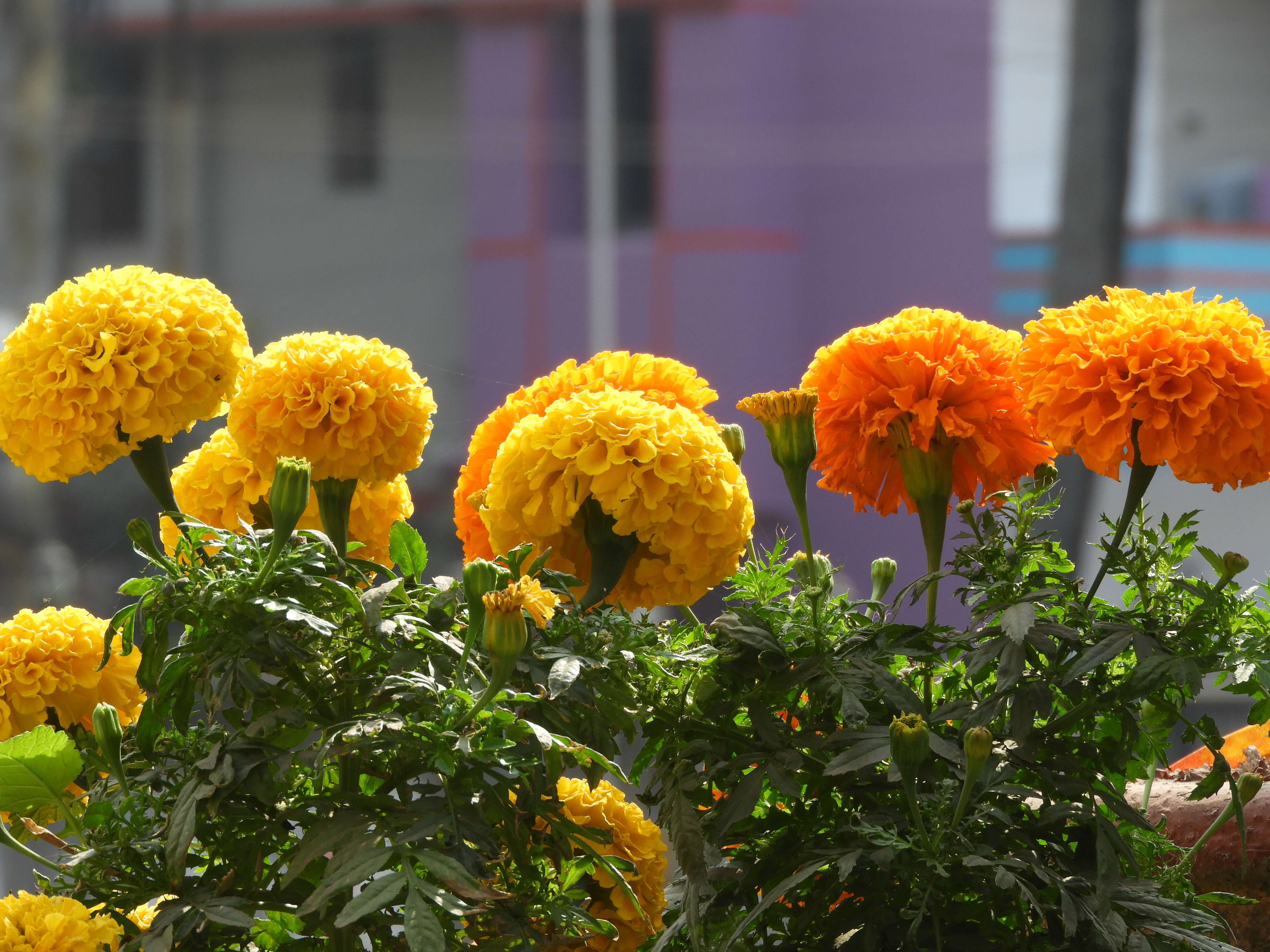 Image of French marigold