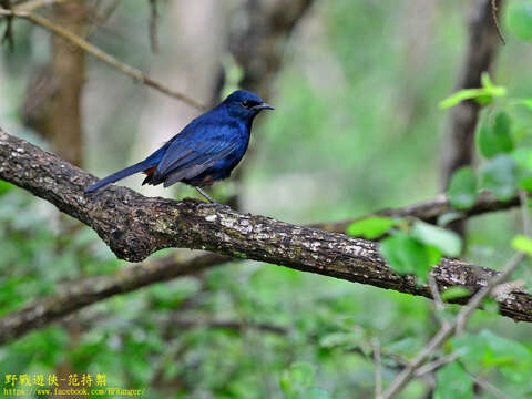 Image of Copsychus fulicatus leucopterus (Lesson & R 1840)