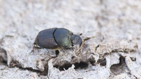 Image of Onthophagus illyricus (Scopoli 1763)