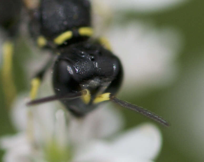 Image de Ectemnius lapidarius (Panzer 1803)