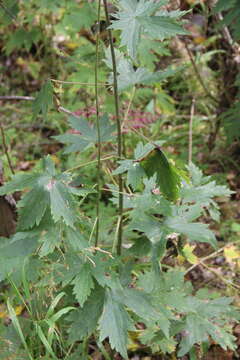 Image of Aconitum septentrionale subsp. rubicundum (Fisch.) V. N. Voroschilov