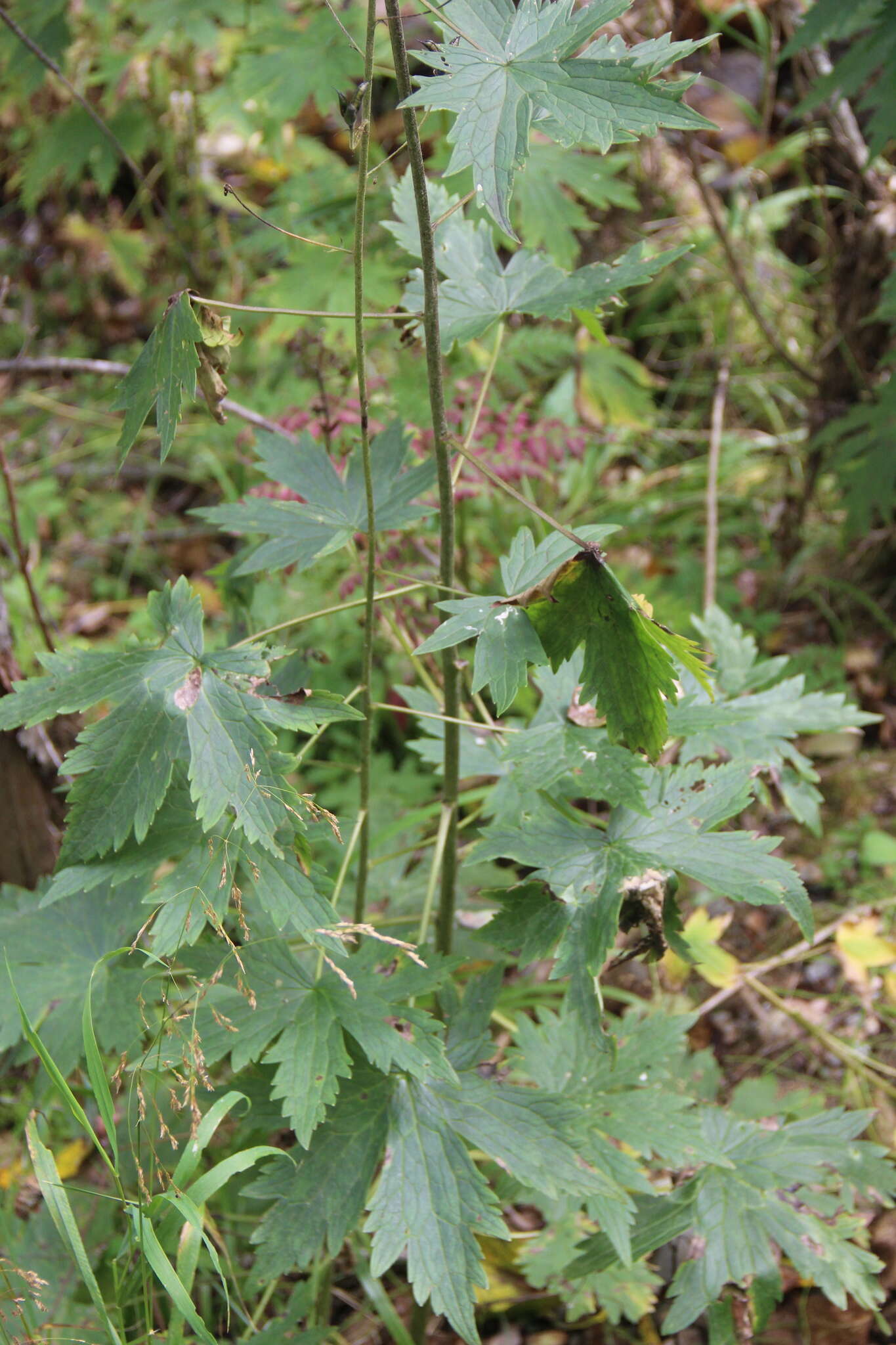 Aconitum septentrionale subsp. rubicundum (Fisch.) V. N. Voroschilov resmi