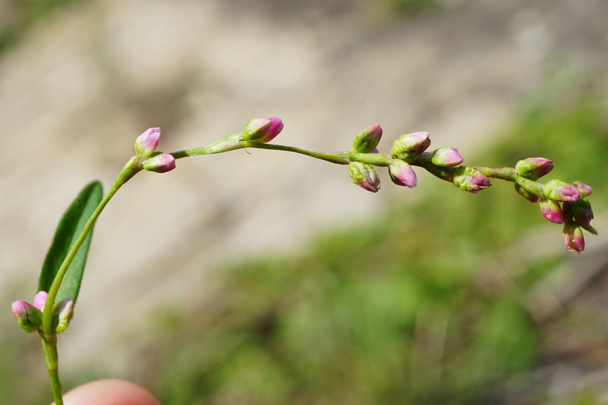 صورة Persicaria mitis (Schrank) Asenov