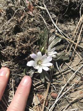 Image of shortsepal lewisia