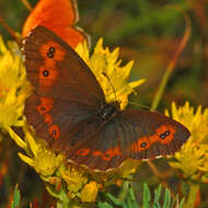 Image of Erebia euryale Esper 1777