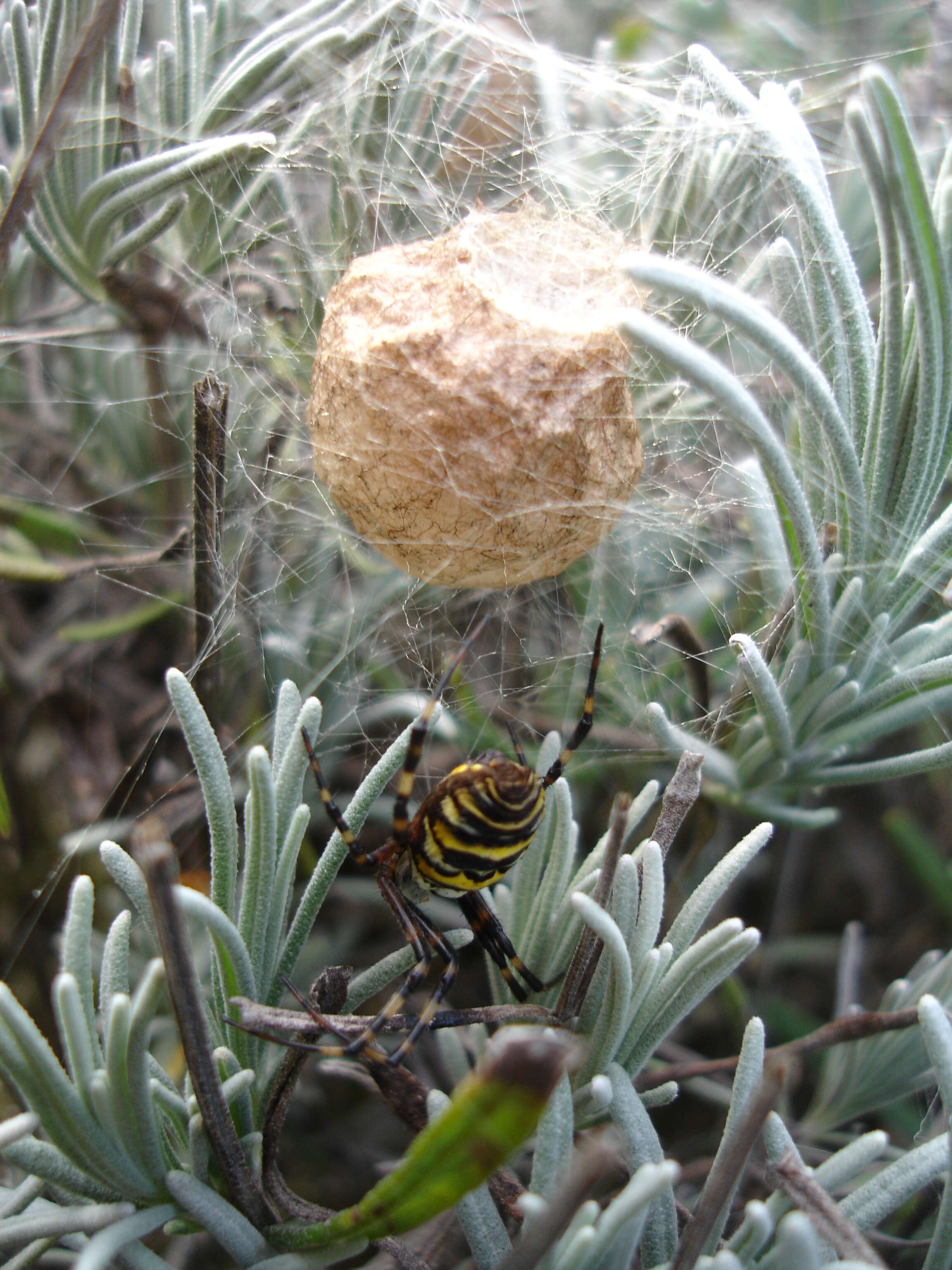 Image of Barbary Spider