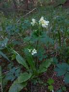 Image of Primula elatior subsp. pallasii (Lehm.) W. W. Sm. & Forrest