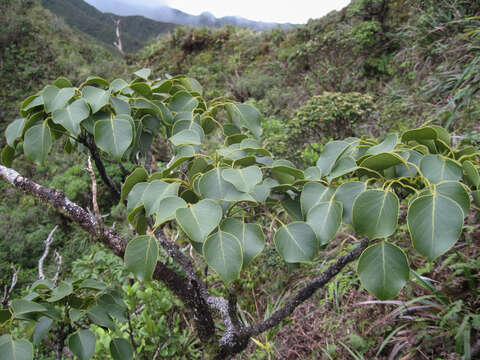 Image of Oahu pricklyash