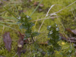 Image of Euphrasia hyperborea Joerg.