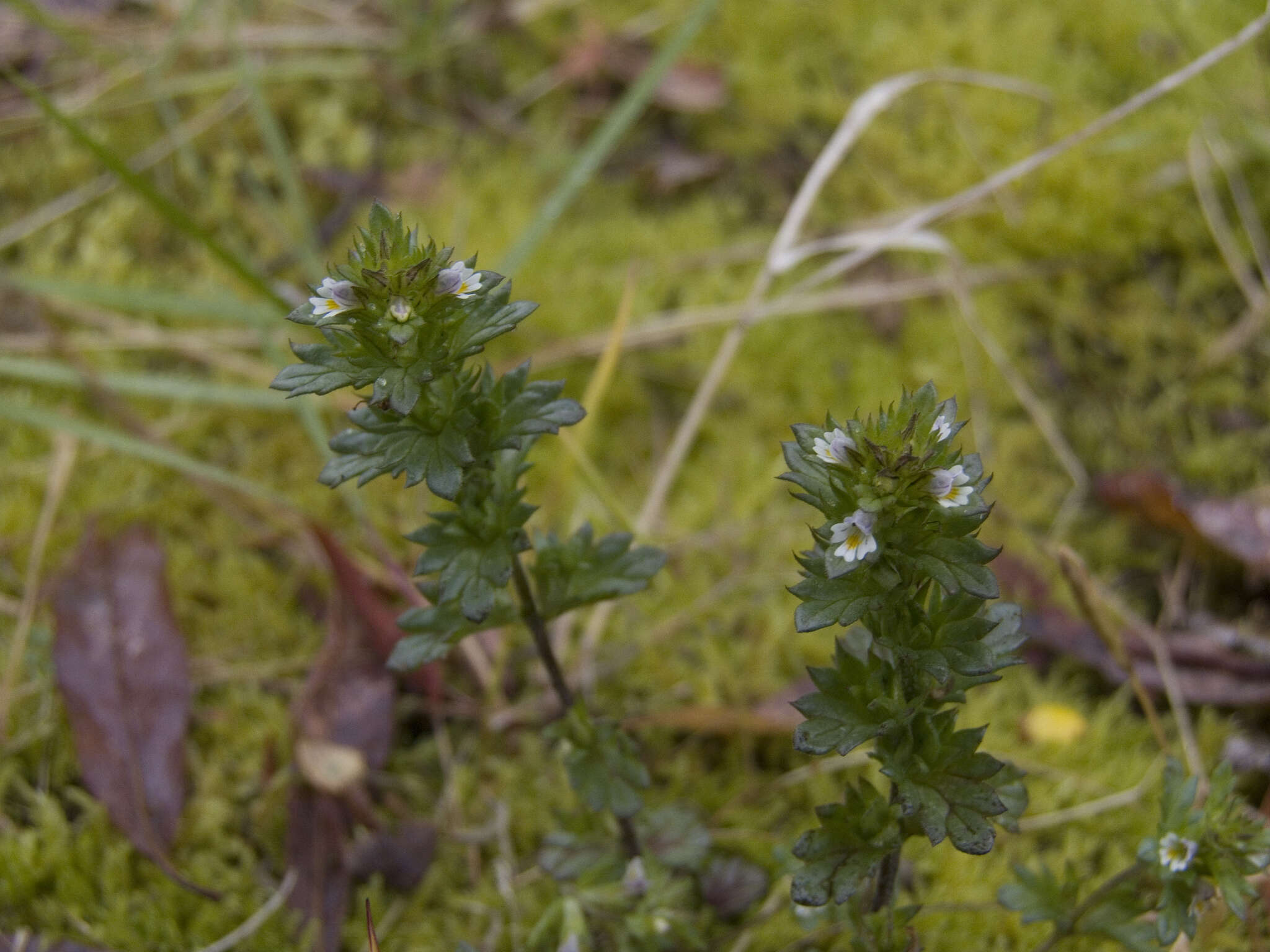 Image of Euphrasia hyperborea Joerg.