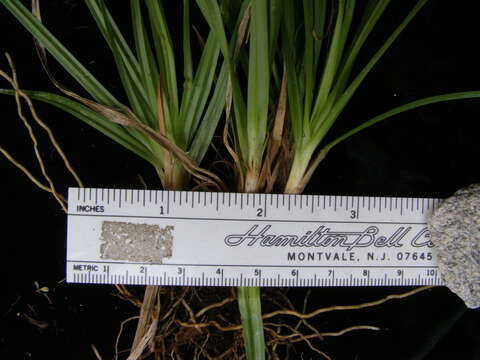 Image of Lemmon's Sedge