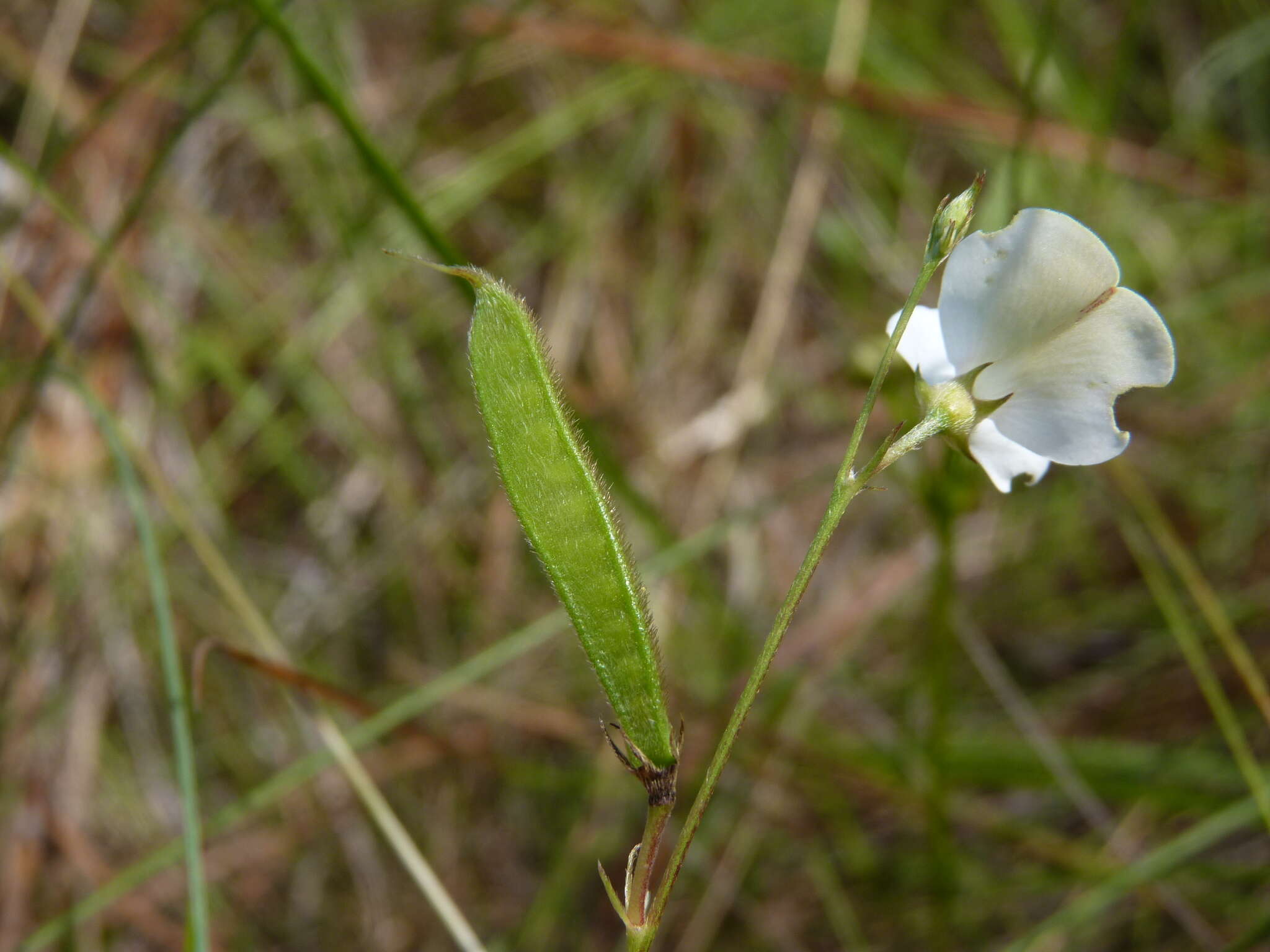 Image of Sprawling Hoary-Pea