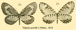 Image of Telipna aurivillii Rebel 1914