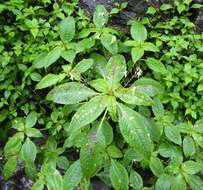 Image of Impatiens radiata Hook. fil.