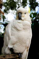 Image of Sulphur-crested Cockatoo