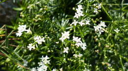 Image of slender bedstraw