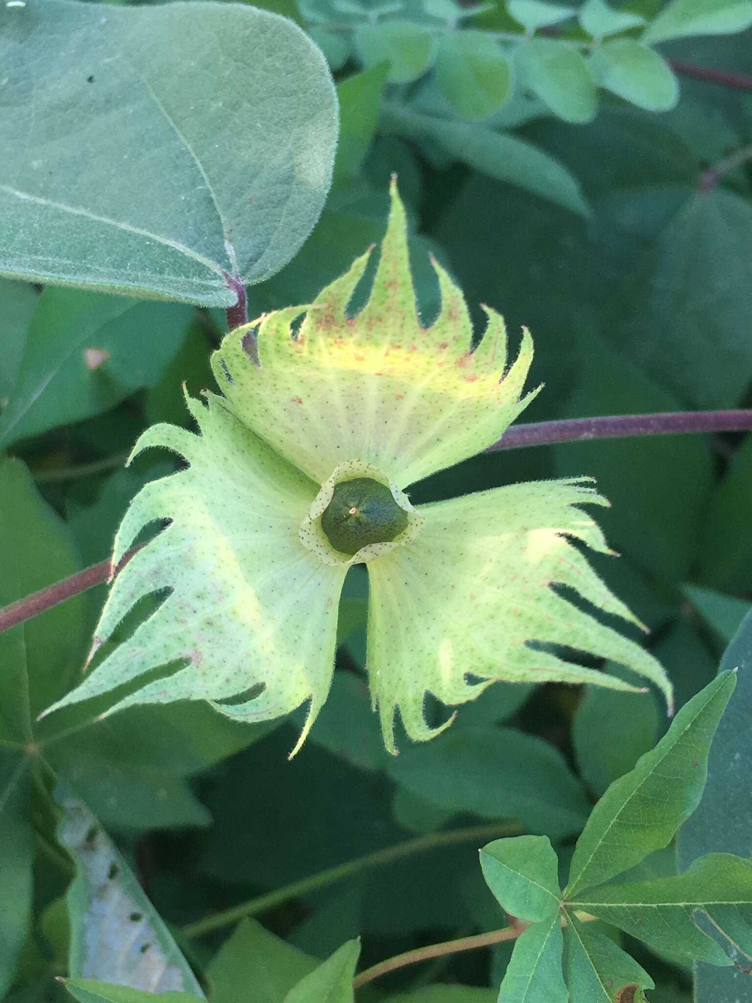 Image de Gossypium klotzschianum Anderss.