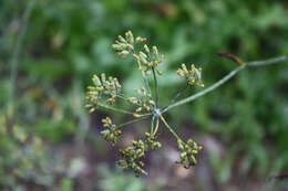 Image of fennel