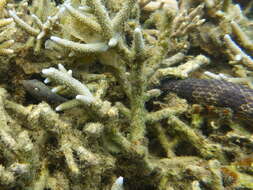 Image of Reef shallows seasnake