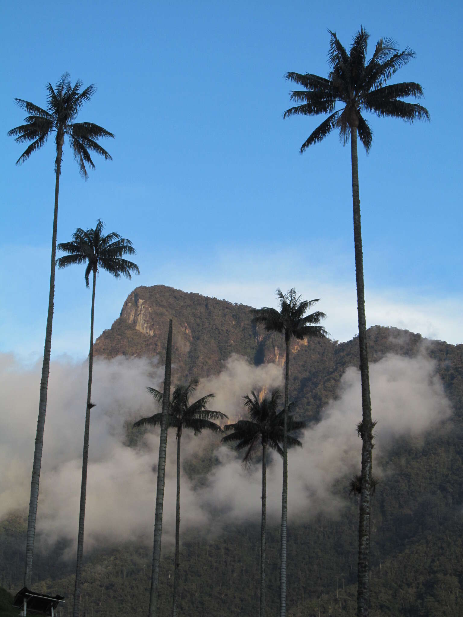 Image of Wax palm