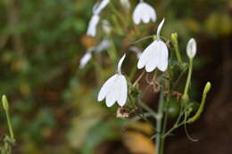 Rhinacanthus nasutus (L.) Kuntze resmi