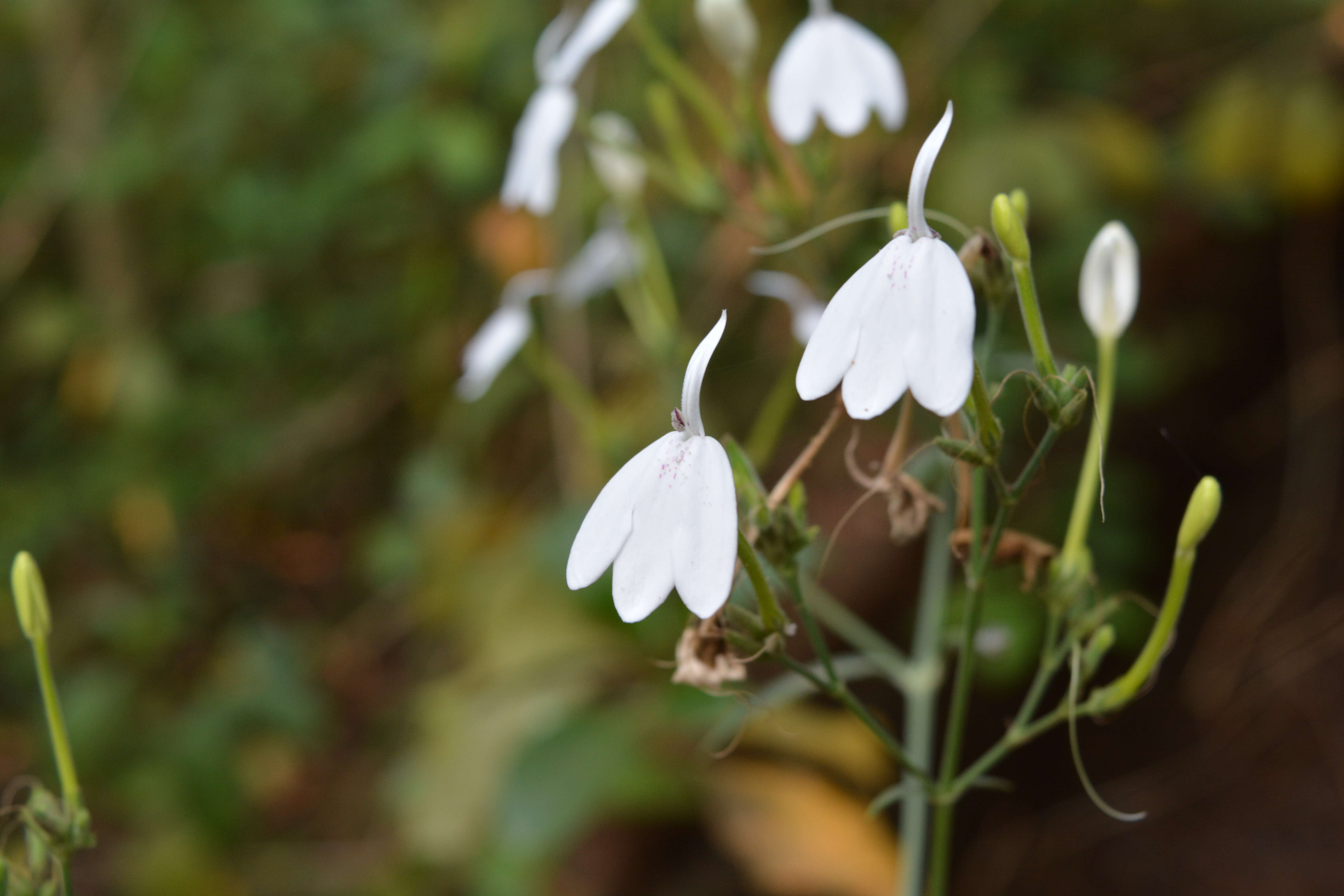 Image of Rhinacanthus nasutus (L.) Kuntze