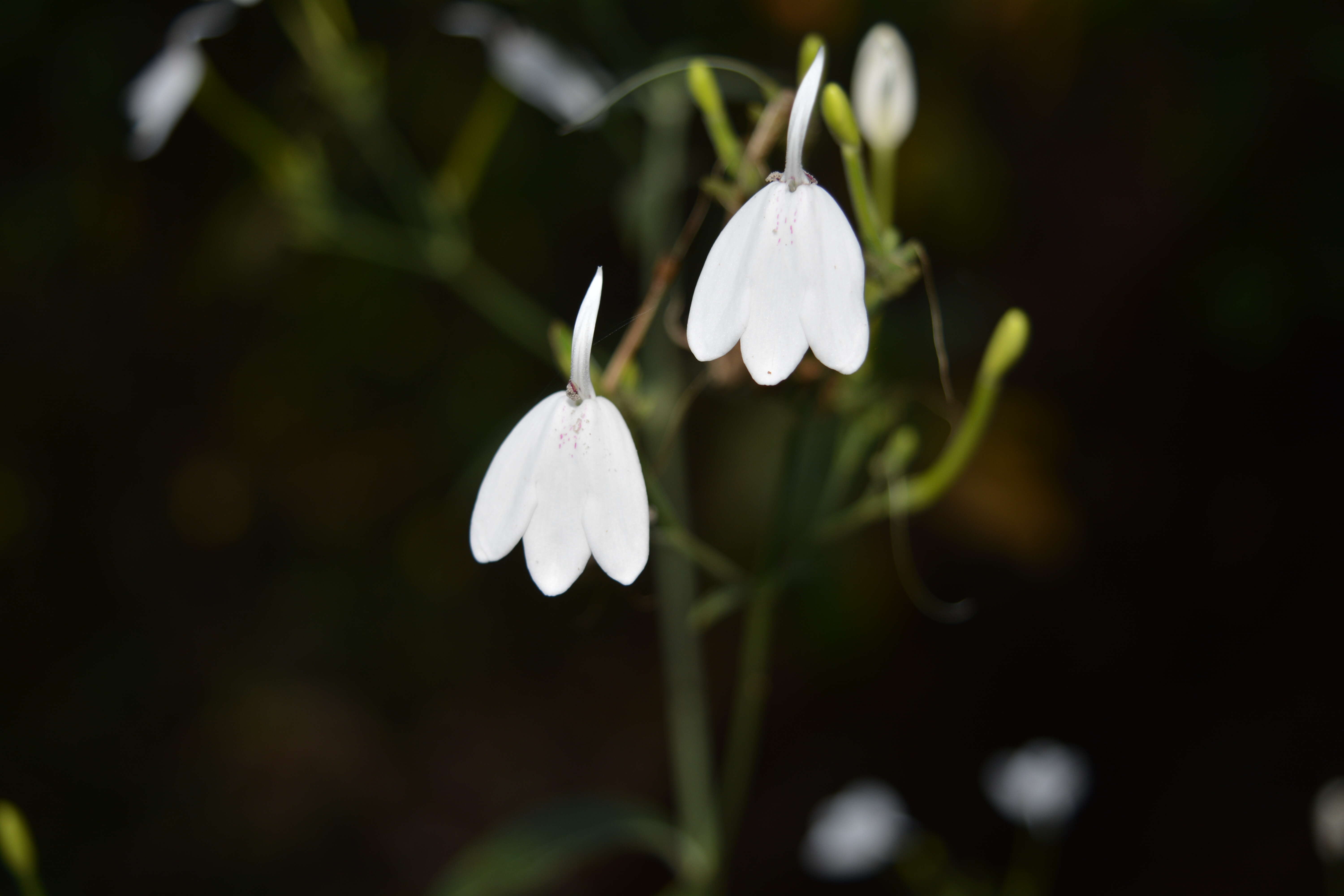 Image of Rhinacanthus nasutus (L.) Kuntze