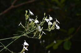 Image of Rhinacanthus nasutus (L.) Kuntze