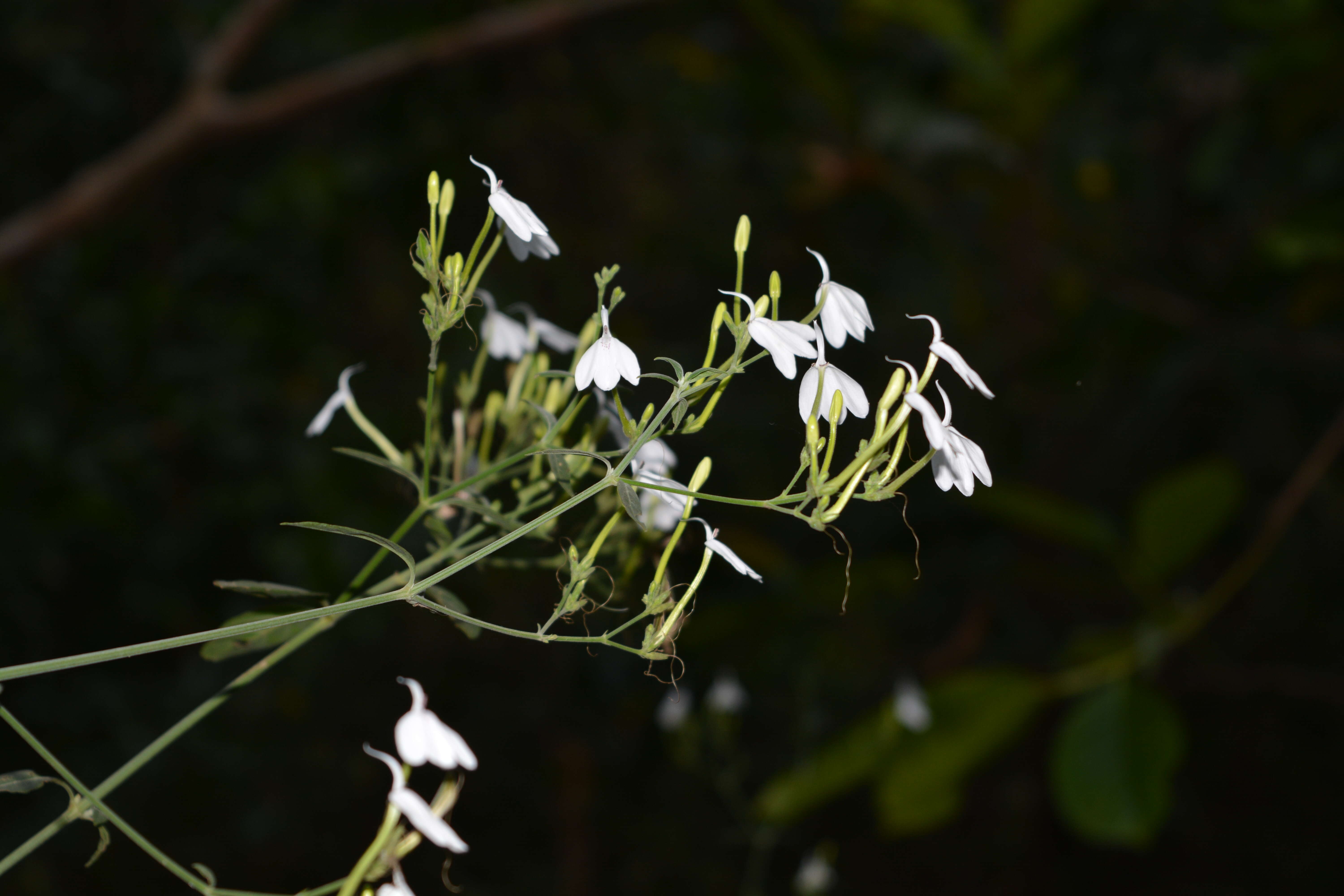 Rhinacanthus nasutus (L.) Kuntze resmi