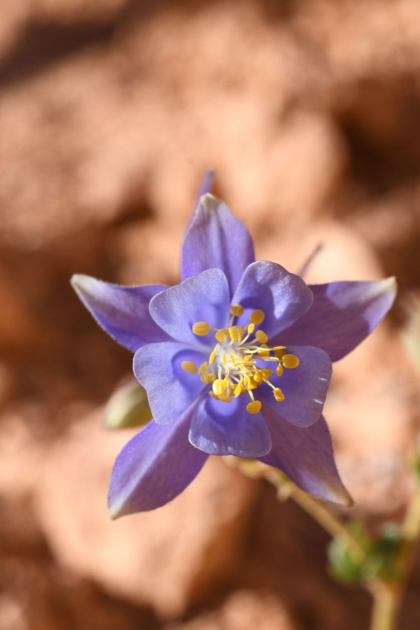 Image of Utah columbine