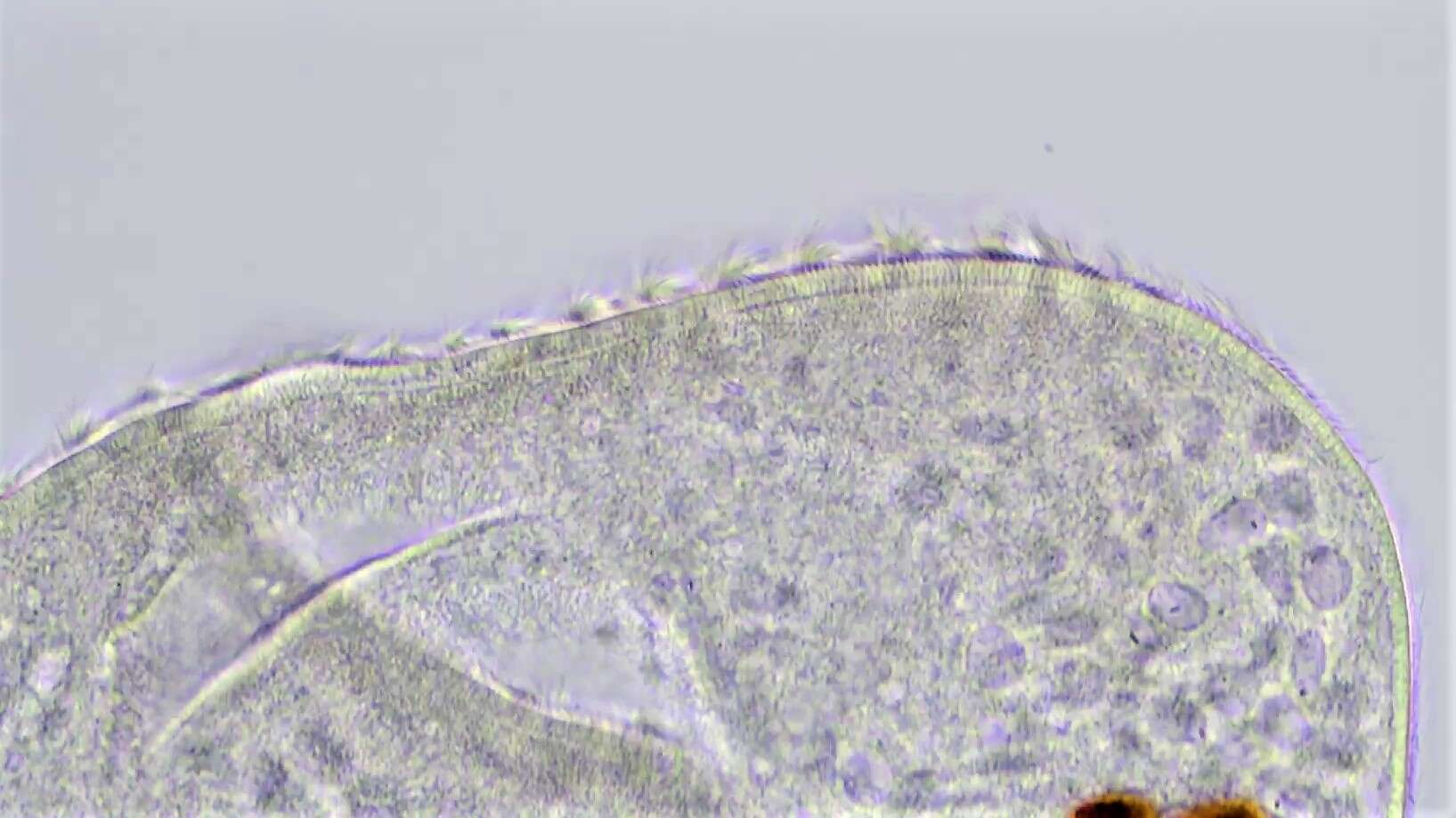 Слика од Bursariomorphida