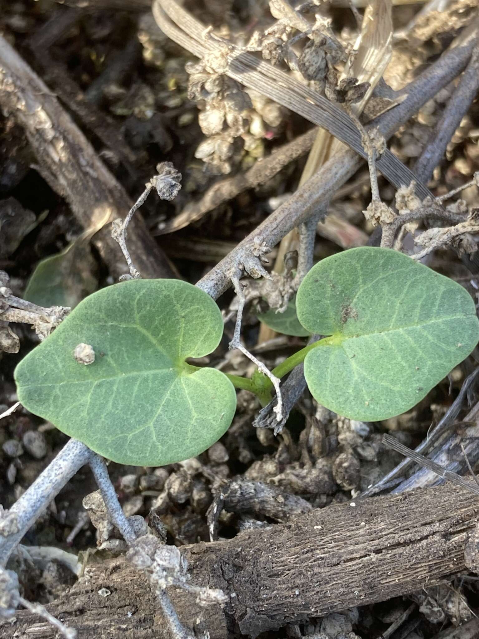 Imagem de <i>Malva <i>assurgentiflora</i></i> subsp. assurgentiflora