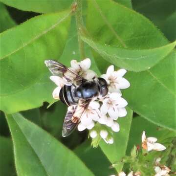 Image of Eristalis saxorum Wiedemann 1830