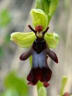 Image of Fly orchid