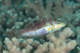 Image of Clouded rainbow fish