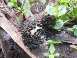 Image of banded blue Pierrot