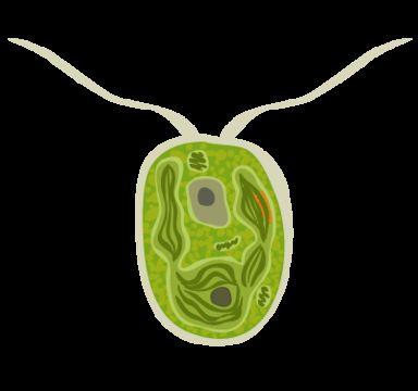Image of Chlamydomonas