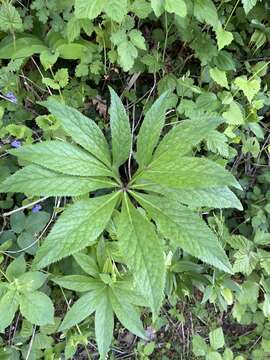 Image of Fragrant hellebore