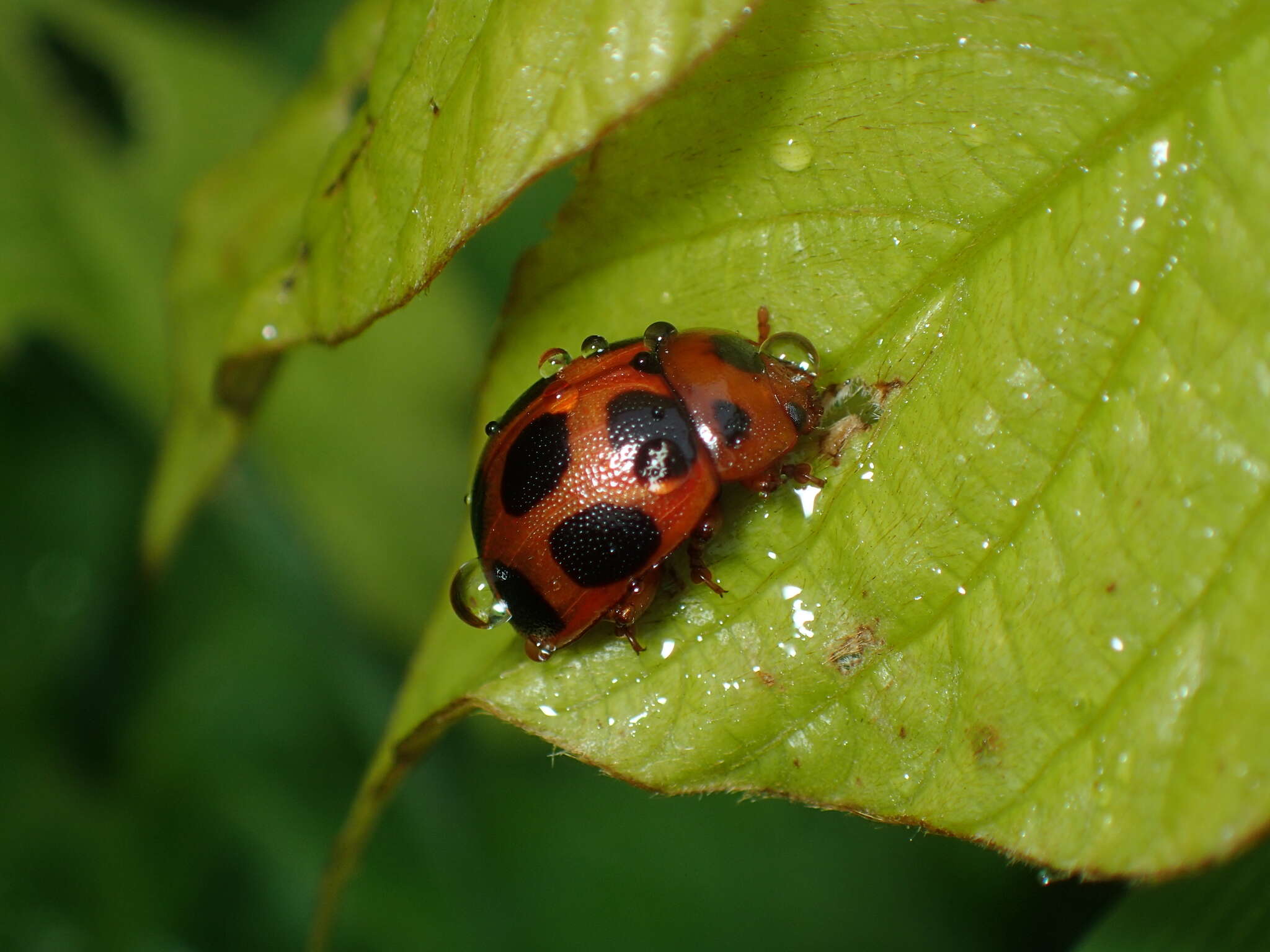 صورة <i>Gonioctena tredecimmaculata</i>