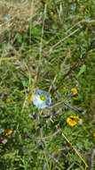 Image of heartleaf morning-glory