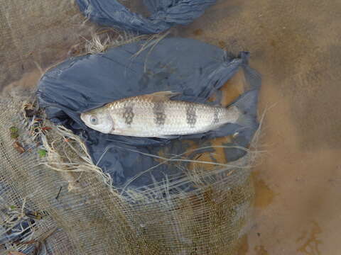 Image of Characin